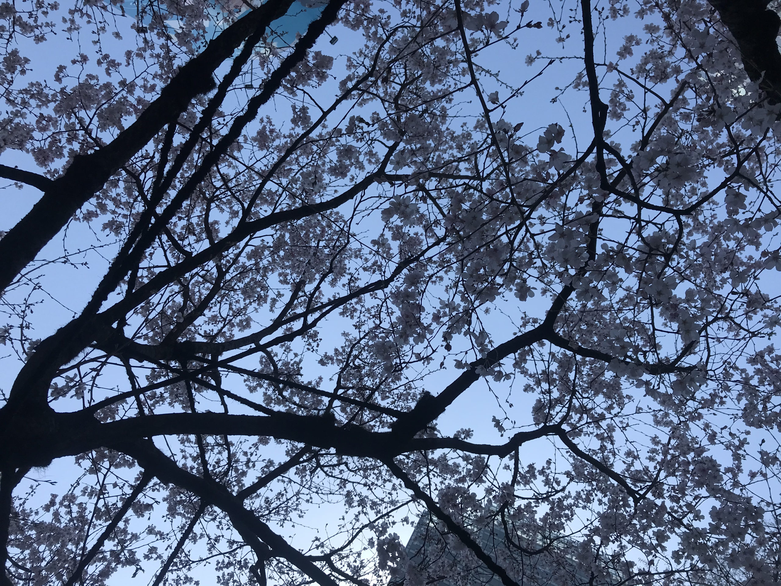 東京にさくらが咲きました