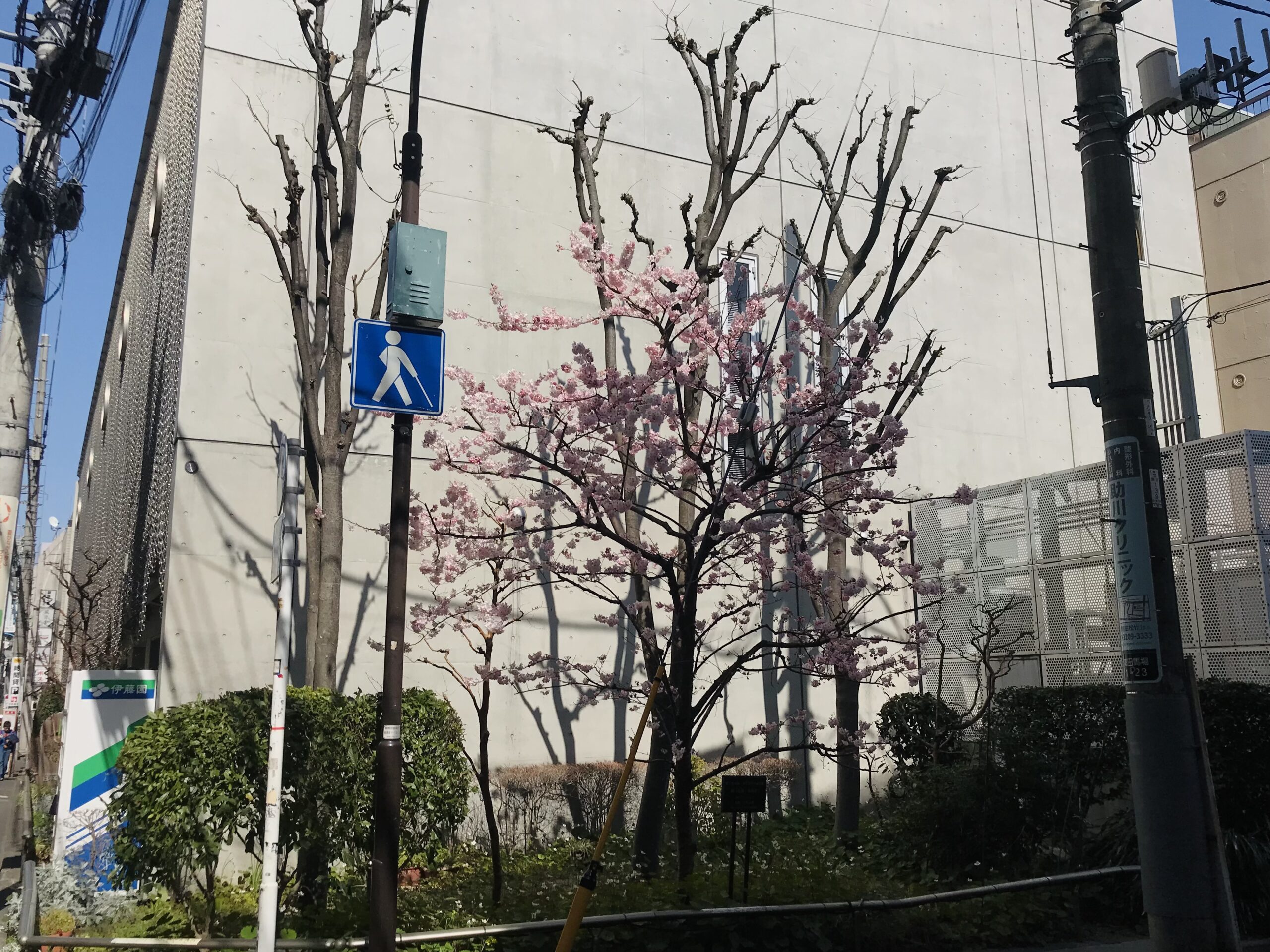 点字図書館の桜の木
