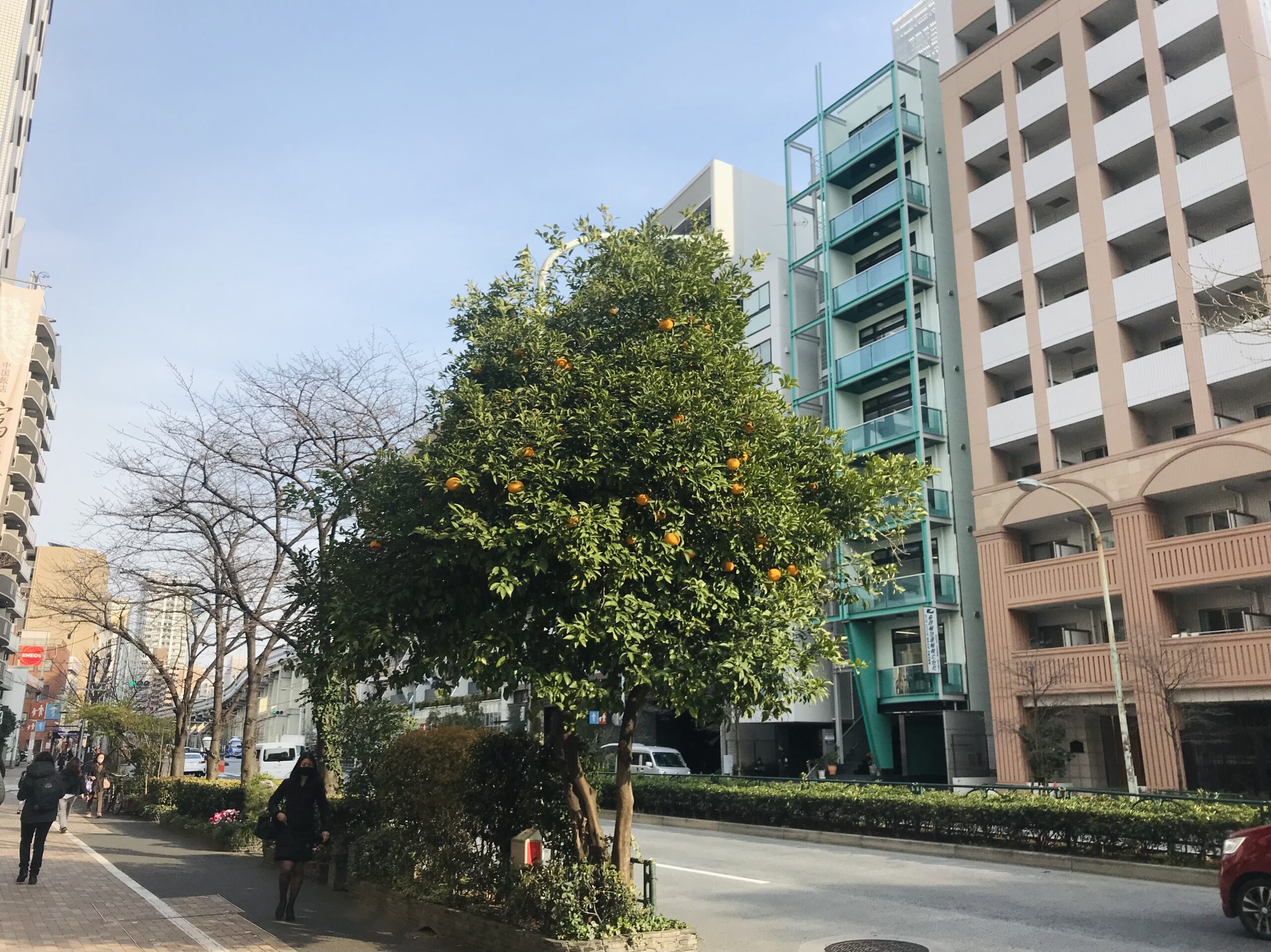 桜田通りのみかんの木
